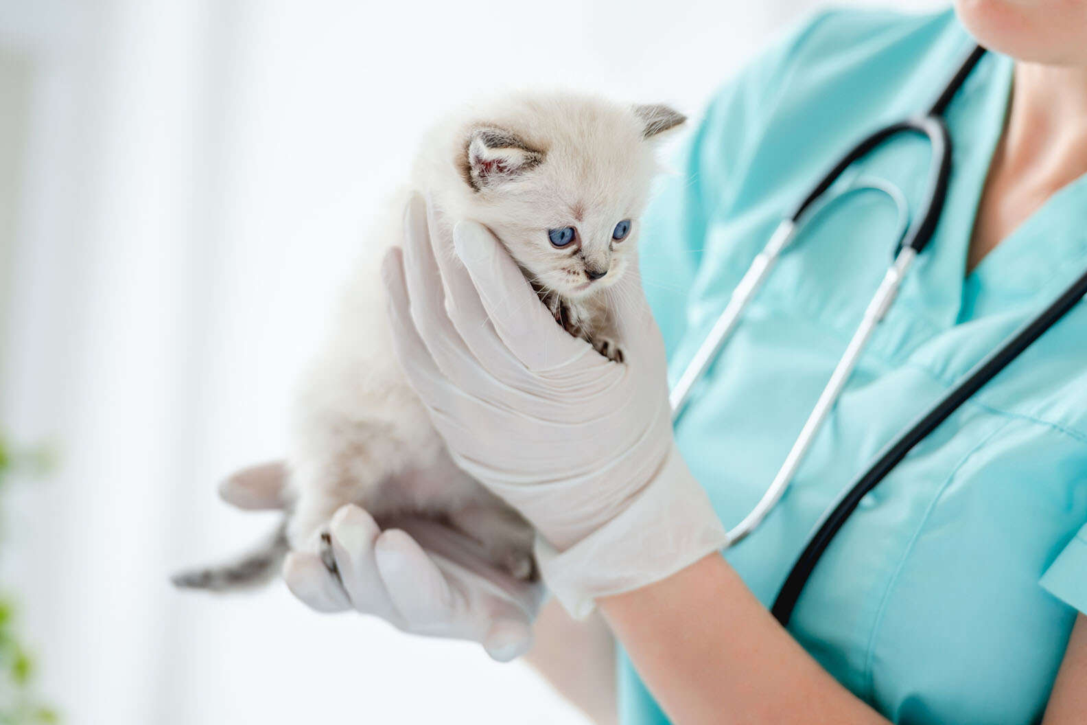 Assicurazione e spese veterinarie: cosa sapere
