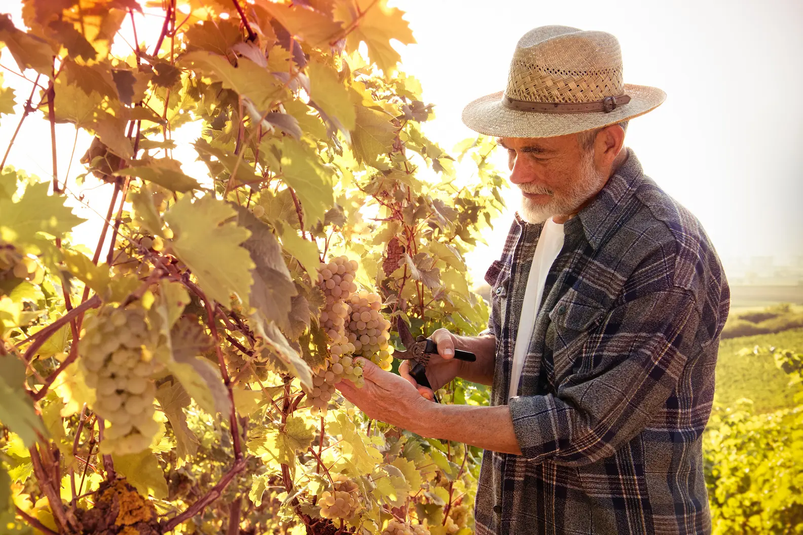 iniziative vinitaly 1584x10566.webp