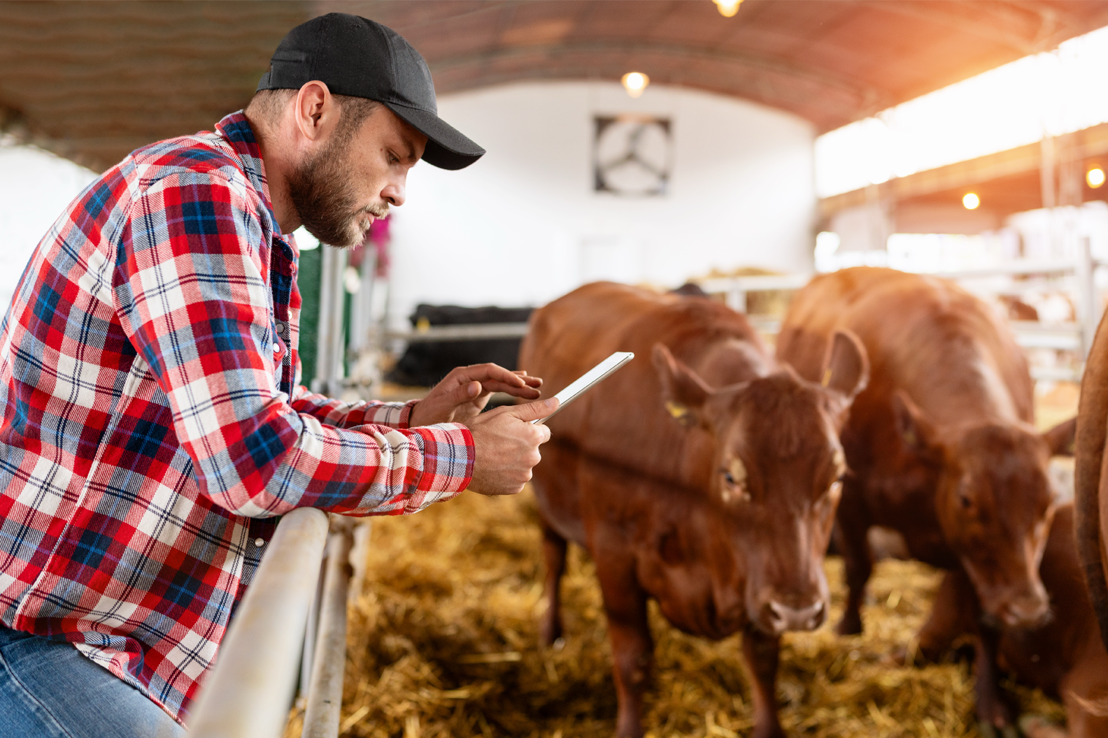 Assicurazione animali d'allevamento: come funziona e coperture